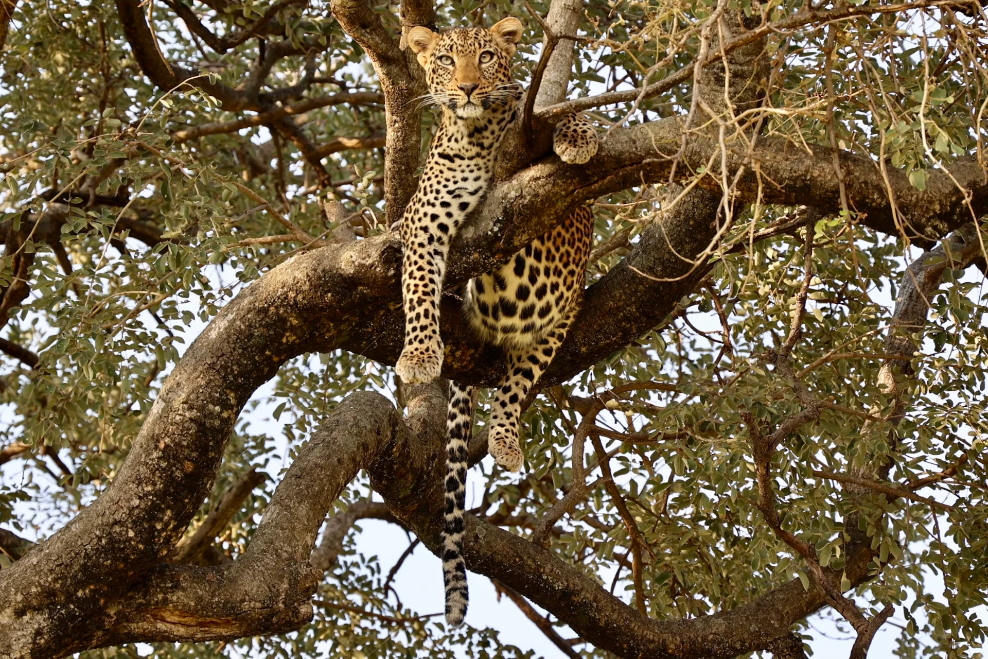 6-Day Luxury Tanzania Photography Safari